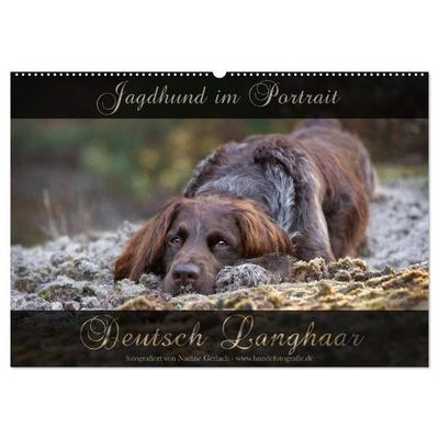 Jagdhund im Portrait - Deutsch Langhaar (Wandkalender 2027 DIN A2 quer), CALVENDO Monatskalender