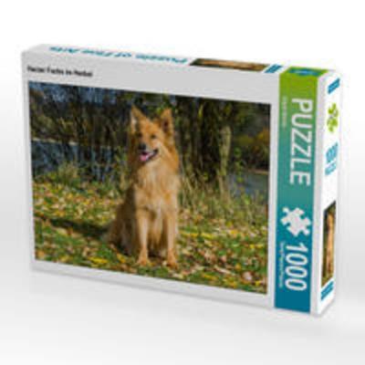 CALVENDO Puzzle Harzer Fuchs im Herbst | 1000 Teile Lege-Größe 64x48cm Foto-Puzzle für glückliche Stunden