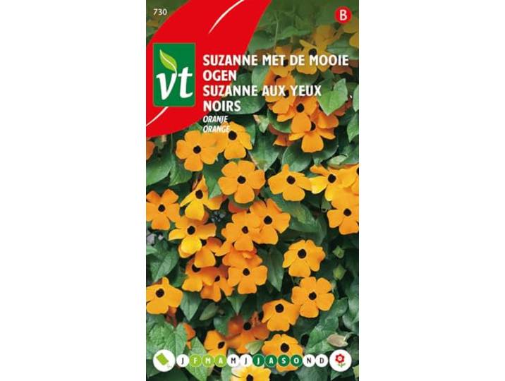 Suzanne Met De Mooie Ogen Oranje, gemakkelijk te kweken en snelgroeiende klimplant.