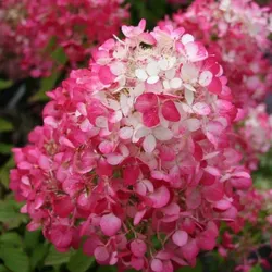 Rote Straußhortensie – C3
