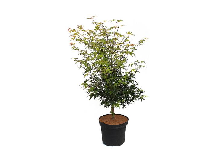 Japanischer Fächerahorn - Acer palmatum Katsura ' 80-100cm inklusive Topf'