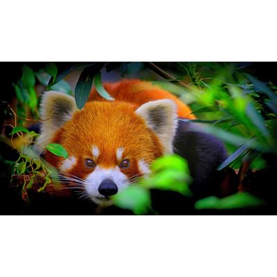 Fototapete PAPERMOON "Rotes Panda-Porträt", bunt, B:5m L:2,8m, Vlies, Tapeten