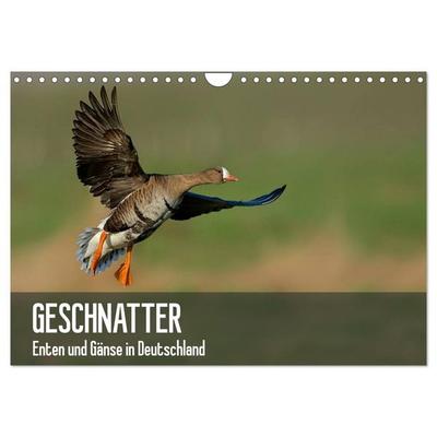 Geschnatter - Enten und Gänse in Deutschland (Wandkalender 2027 DIN A4 quer), CALVENDO Monatskalender