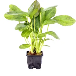 Echinodorus 'Ozelot' Topf XL