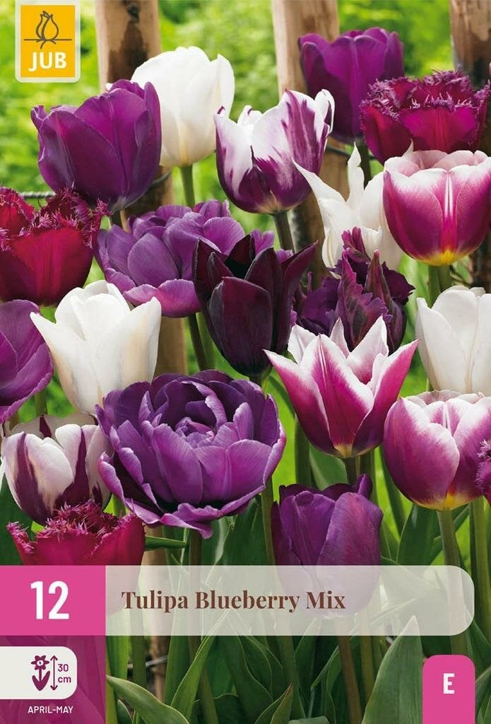 Jub Holland Tulpen Blueberry Mix bloembollen blauw en paars 15 stuks