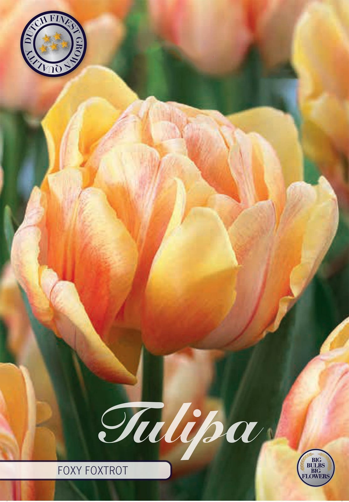 Sam van Schooten Tulpenbollen Foxy Foxtrot (7 stuks)