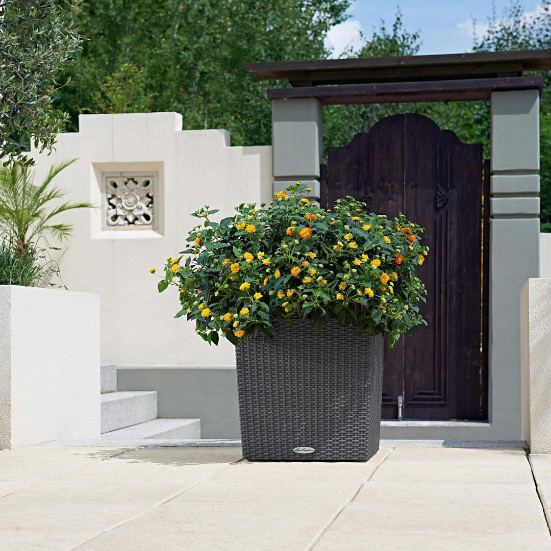 Ebern Designs Moneak Self-Watering Plastic Planter Box Black 40cm H x 40cm W x 40cm D