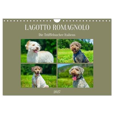 Lagotto Romagnolo - die Trüffelsucher Italiens (Wandkalender 2027 DIN A4 quer), CALVENDO Monatskalender