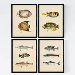 POSTER Set mit 4 Mittelmeer 10 verschiedenen Fischen A4 Schwarzer Rahmen