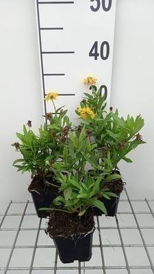 6 x Helenium hybridus Double Trouble Zonnebloemvaren in pot van 9 x 9 cm van GRDplanten