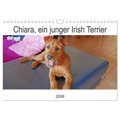 Chiara, ein junger Irish Terrier (Wandkalender 2026 DIN A4 quer), CALVENDO Monatskalender