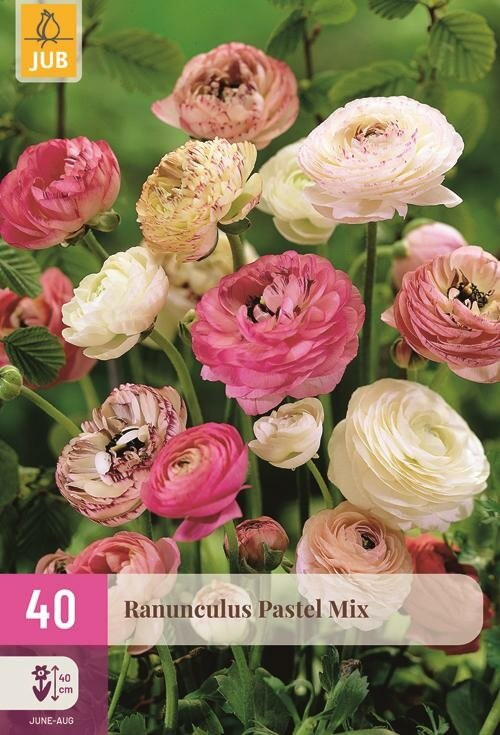 Ranunculus Pastel Mix Jub bloembollen, 40 stuks, meerkleurig