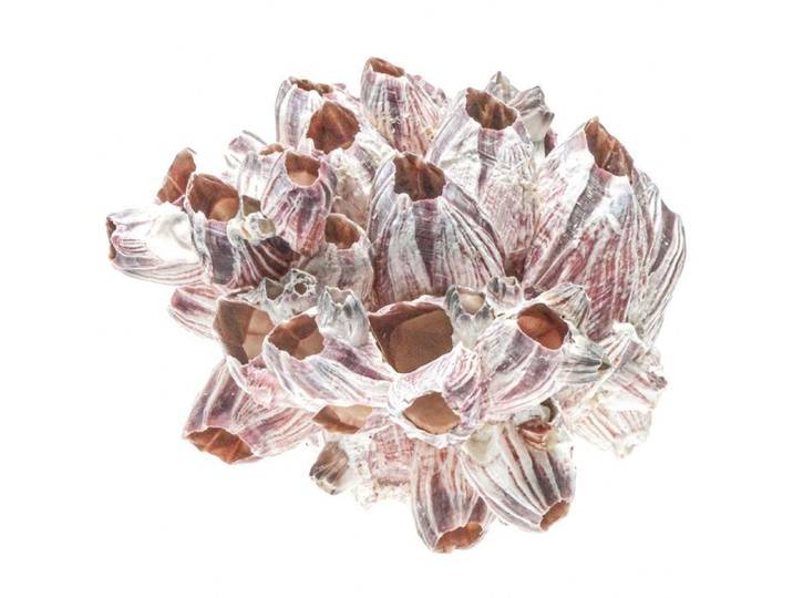 Naturosphère - Balane (ou bernacle) déco - A l'unité - Taille 28 à 32 cm
