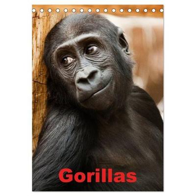 Gorillas (Tischkalender 2027 DIN A5 hoch), CALVENDO Monatskalender