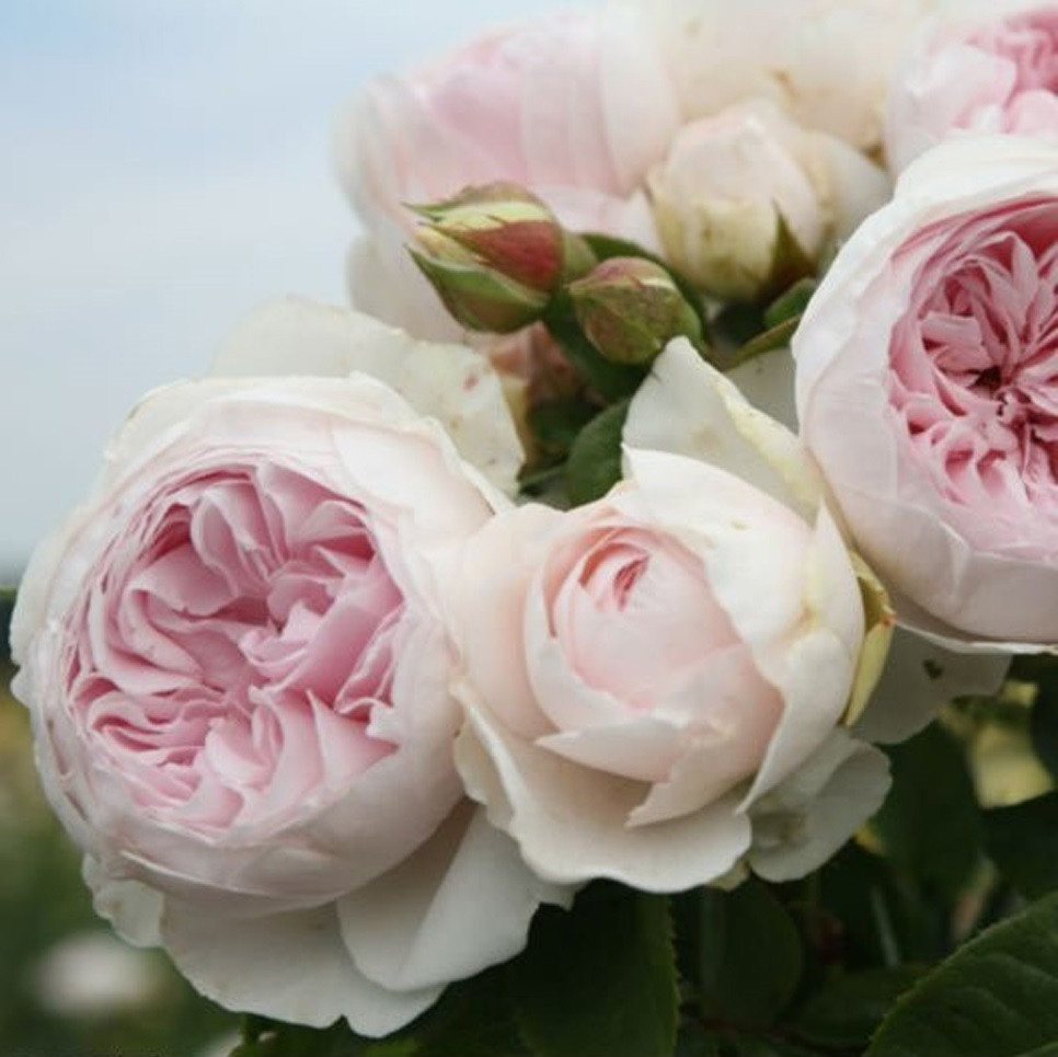 Kordes Parfuma Rosa Herzogin Christiana roos