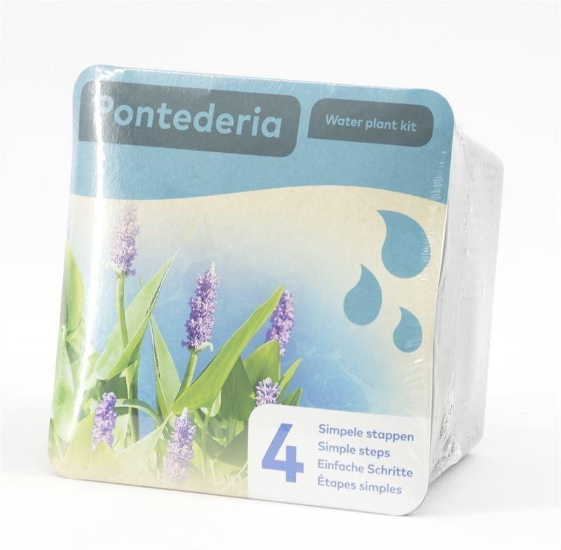 Moerings Vijverplant Pontederia Droogverpakking