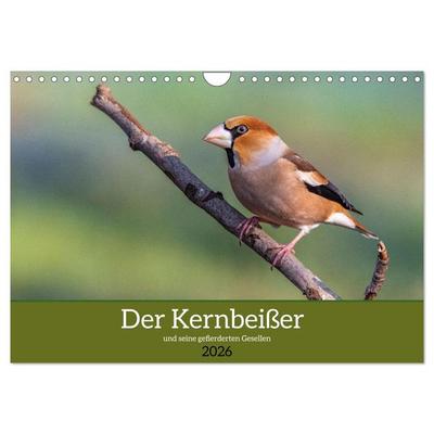 Der Kernbeißer und seine gefiederten Gesellen (Wandkalender 2026 DIN A4 quer), CALVENDO Monatskalender