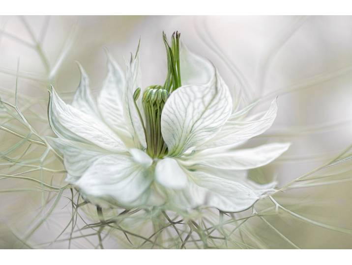 Fototapete PAPERMOON Photo-Art MANDY DISHER, NIGELLA , bunt, B:4,5m L:2,8m, Vlies, Tapeten, Fototapete