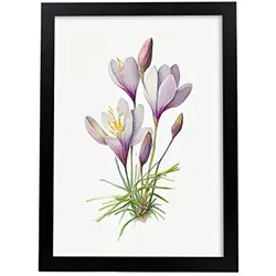 POSTER Krokus Im Nordischen Stil. A4 Rahmenlos