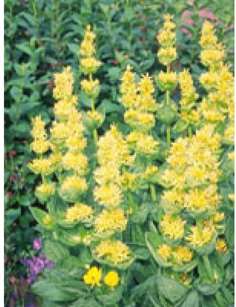 Herboplanet Tsa Gentiana Lutea 50 ml