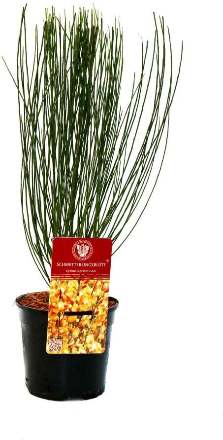 Pflanzen Ginster 2 L Container
