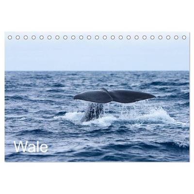 Wale (Tischkalender 2026 DIN A5 quer), CALVENDO Monatskalender