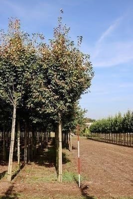 Amelanchier arborea 'Robin Hill' Krentenboompje - 60-80 cm in pot