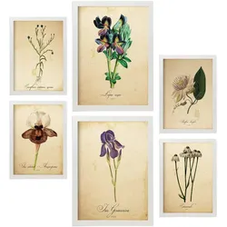POSTER Set Mit 6 Vintage Blumen Sammlung A3 & A4 Weißer Rahmen