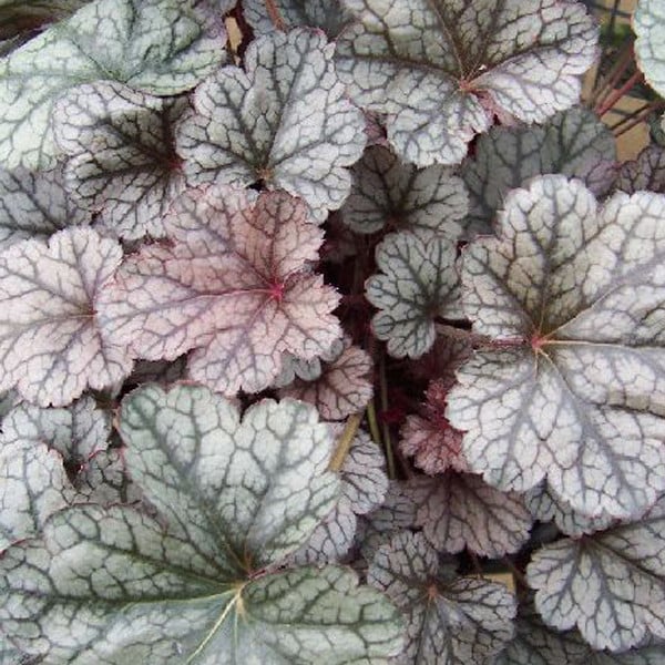 6 x Heuchera Silver Scrolls kleinbloemig zilverkruid, pot van 9x9 cm