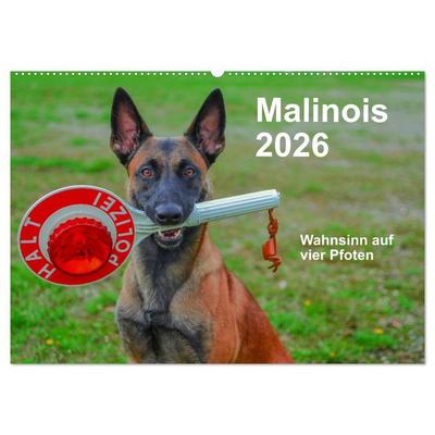 Malinois - Wahnsinn auf vier Pfoten (Wandkalender 2026 DIN A2 quer), CALVENDO Monatskalender
