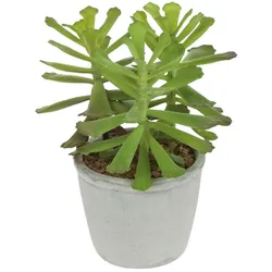 Kunstpflanze Sukkulente 18 cm Kunststoff Grün S (Small)