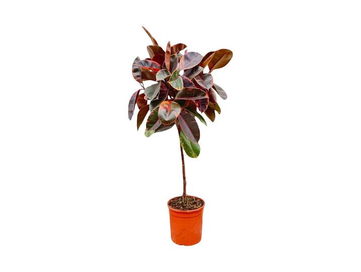 Ficus Elastica Belize Ø24cm - Gummibaum