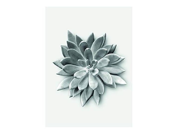 Komar Wandbild Succulent Agave Poster, Bild, Wohnzimmer, Schlafzimmer, Dekoration, Kunstdruck ohne Rahmen P049A-30x40 Größe: 30 x 40 cm (Breite x Höhe)