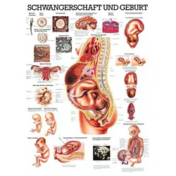anat. Lehrtafel: Schwangerschaft, Geburt 70 x 100 cm, Papier