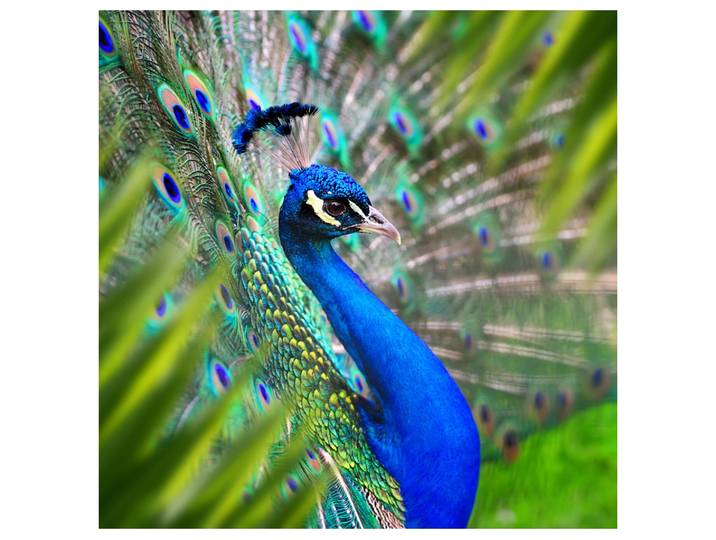 Alubild Eleganter Pfau image LAND