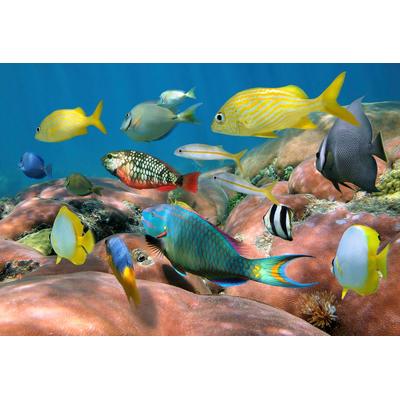 Fototapete PAPERMOON "Fische", bunt, B:4m L:2,6m, Vlies, Tapeten
