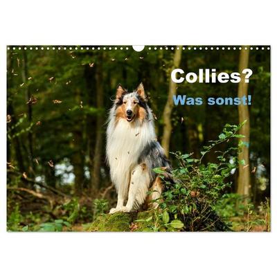 Collies? Was sonst! (Wandkalender 2027 DIN A3 quer), CALVENDO Monatskalender