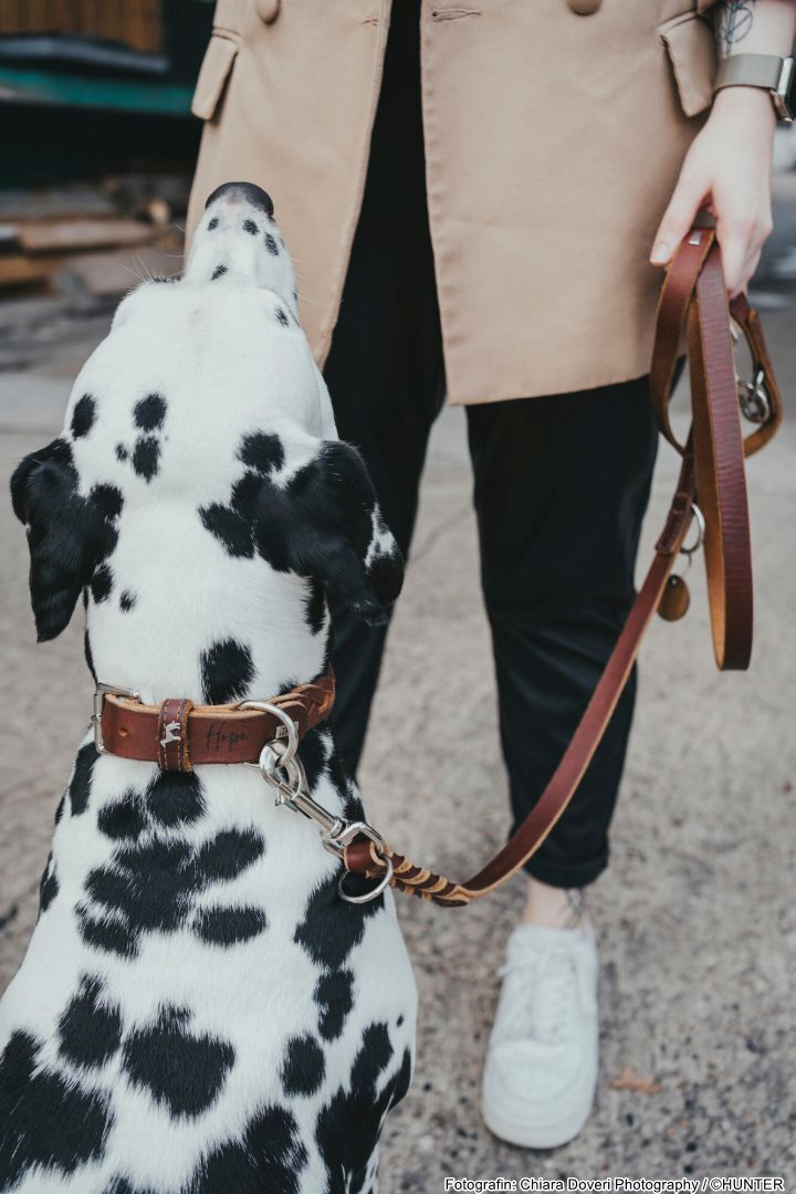 DOG SPORT HUNTER Retriever-Leine Solid Education 18/170, cognac