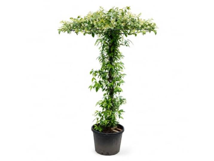 Sunny Tree Toskanischer Jasmin Schirmform Trachelospermum 200 cm 45-Liter-Topf, Ø Krone ca. 95 cm, Winterhart & Immergrün, Weiß Blühend, Fertig Aufgebaut