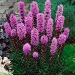 Violette Ähren-Liatra – Liatris spicata, 1 Stück