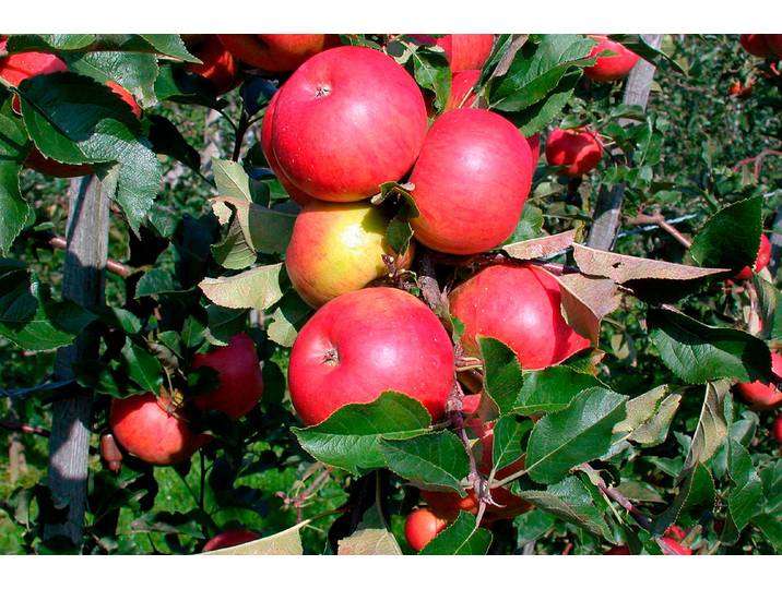 Winterapfel Malus domestica Crony Topaz '® 100-120 cm inkl. Topf'