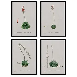 POSTER Set mit 4 of Succulent Bleche 2 des Künstlers PierreJoseph Redouté A4 Rahmenlos