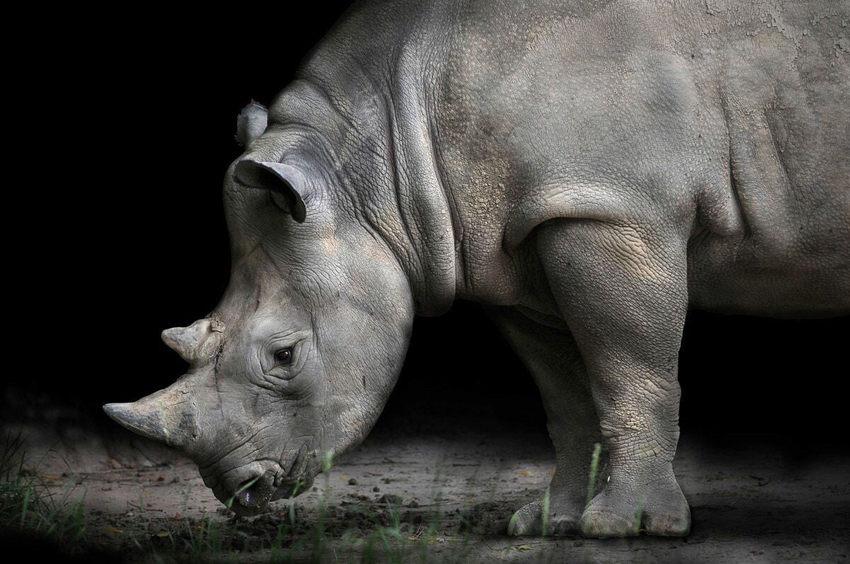 Fototapete PAPERMOON "Nashorn", bunt, B:3m L:2,23m, Vlies, Tapeten, Fototapete bunt B/L: 3m x 2,23m, Bahnen: 6 Stk.