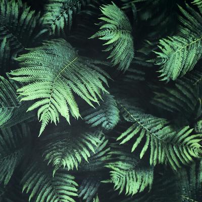 Arthouse Winona Green Ferns Wallpaper