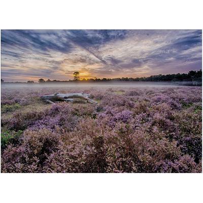 Leinwandbild ART FOR THE HOME "Outdoor Lavendel 50x70cm", lila (farbe bild(er): lila), B:70cm H:70cm T:2,3cm Ø:2,3cm, Bilder, Leinwandbild, Leinwand für draußen - Lavendelfeld - 50x70cm