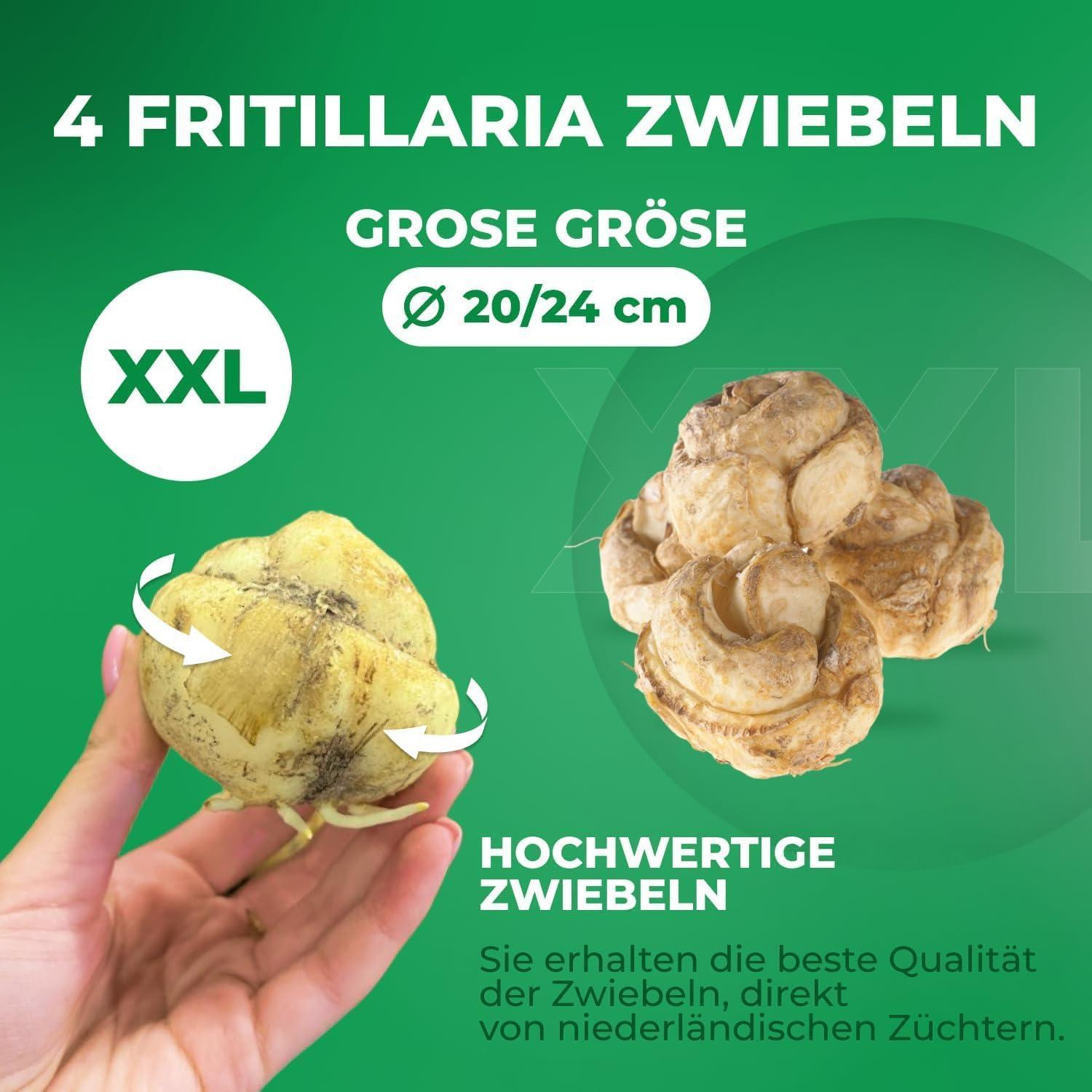 Dutch Bulbs Kaiserkroonbollen Fritillaria Persica paars en wit - 4 stuks