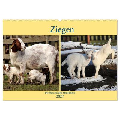 Ziegen - Die Stars aus dem Streichelzoo (Wandkalender 2027 DIN A2 quer), CALVENDO Monatskalender