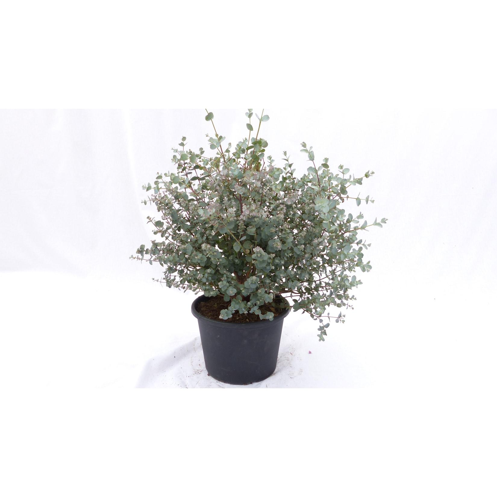 4 Stück Eucalyptus Gunni Gunnii Busch Kugel Eukalyptusbaum, Ø 35 cm, T19 H 50 cm Pflanze winterhart