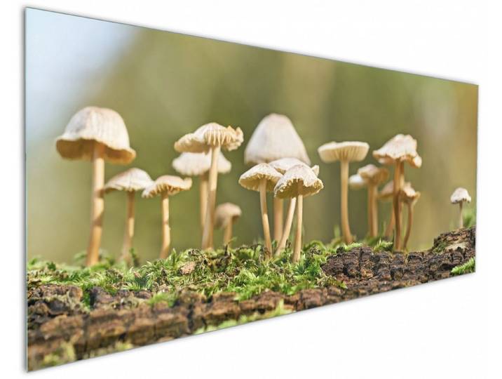 Wallario Küchenrückwand Pilze auf Baumstamm, (1-tlg)