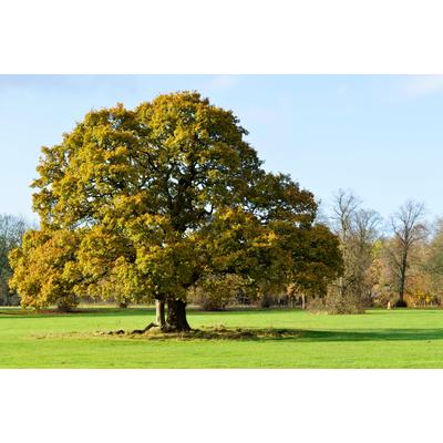 Fototapete PAPERMOON "ALTE EICHE und Wiese XXL", bunt, B:2m L:1,49m, Vlies, Tapeten